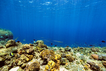 A picture of the coral reef