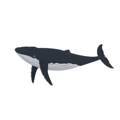 Whale. Marine animal, vector illustration