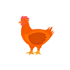 Chicken. Chicken bird, vector illustration