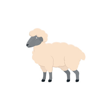 Sheep. Animal sheep, vector illustration