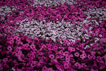 Ashikaga Flower Park 