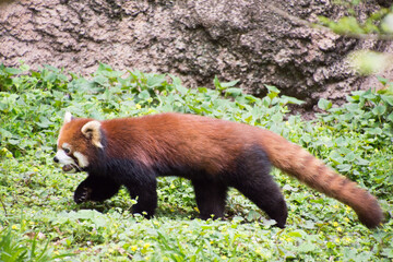 レッサーパンダ