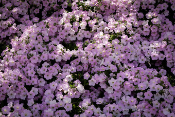 Ashikaga Flower Park 