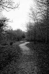 Countryside path through woodland