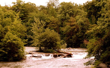 river in the forest