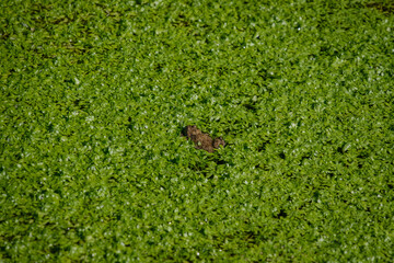 Alpine pond with green plants and a frog