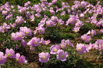Flowering evening primrose four-winged.