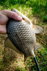 Carp fishing on the village pond.