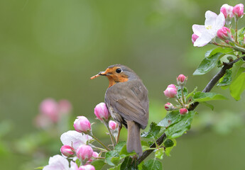 Rotkehlchen auf Apfelbaum