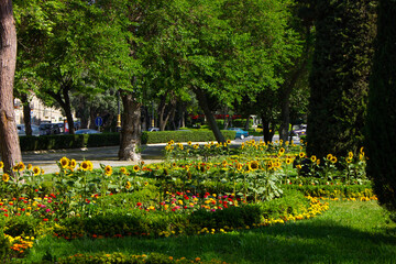 Baku. Azerbaijan. 25.05.2020 year. Sunflowers on the boulevard in the city center.