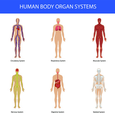Human body organ systems with circulatory, respiratory, muscular, nervous, digestive, skeletal systems