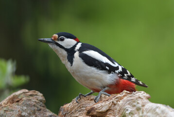 Buntspecht M&auml;nnlich