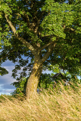 einzelner Baum mir Sommerwiese im Selketal Harz