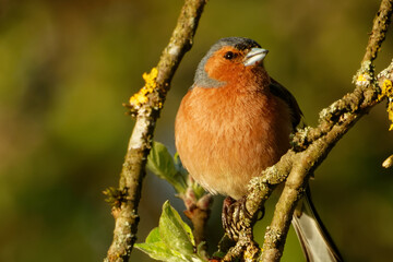 Common chaffinch or simply the chaffinch (Fringilla coelebs) is a common and widespread small passerine bird in the finch family