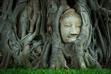 Fototapeta na wymiar Buddha Head in Tree Roots, Stone face in Ayutthaya (Thailand)