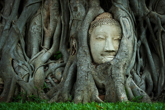 Buddha Head in Tree Roots, Stone face in Ayutthaya (Thailand)