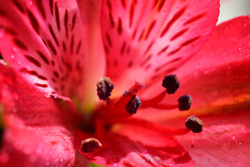 Red flower petal lily nature macro