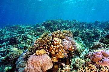 A picture of the coral reef
