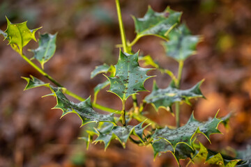 Green holly leaves on a branch in a winter woodland