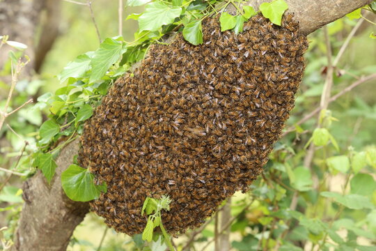 beekeeping - the swarming of bees