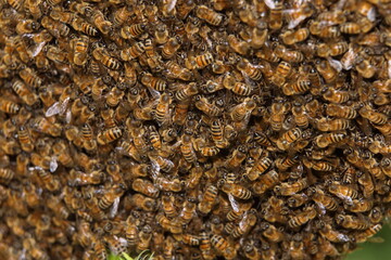 beekeeping - the swarming of bees