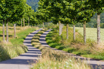 Feldweg gesäumt von Bäumen