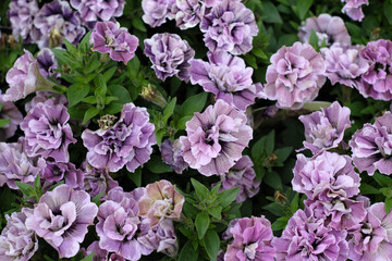 紫色のペチュニアの花。誕生花は５月１８日。花言葉は「あなたと一緒なら心が和らぐ」「やすらぎ」