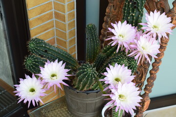 Kaktusblüte "Königin der Nacht", wissenschaftlich: Selenicereus grandiflorus