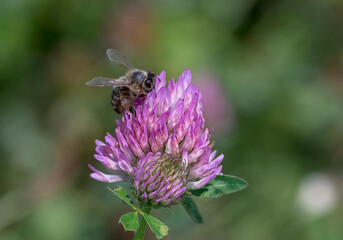 bee on a flower