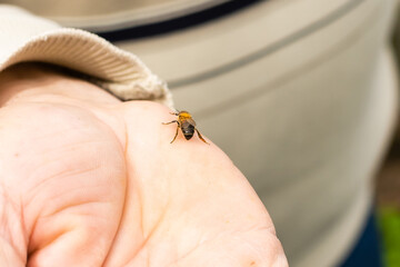 bee lies on a large male palm. Close-up