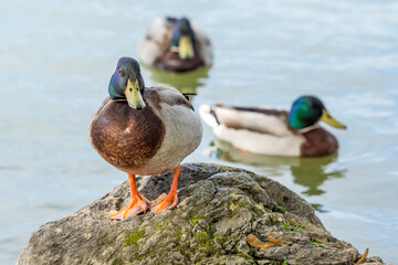 Mallard on a still water lake