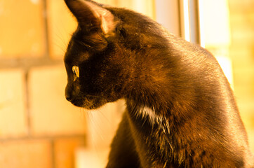 Pretty cat in sunlight. A beautiful cat with sunlight. The rays of the sun fall on the cat. Cat basking in the sun.