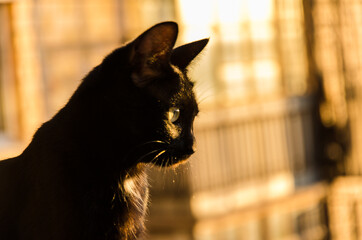 A black cat looks out a window.