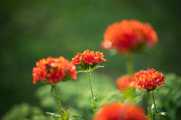Flowers Lychnis (Lychnis Chalcedonica) In Summer Garden.