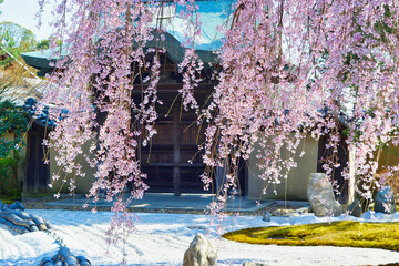Naklejka premium 京都 高台寺の美しいしだれ桜（京都府京都市） Kyoto:Beautiful weeping cherry blossoms at Kodaiji Temple (Kyoto City, Kyoto Prefecture, Japan)