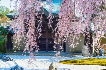 Deurstickers 京都　高台寺の美しいしだれ桜（京都府京都市） Kyoto:Beautiful weeping cherry blossoms at Kodaiji Temple (Kyoto City, Kyoto Prefecture, Japan) © Manuela
