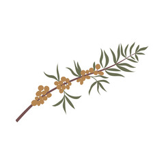 Vector color hand drawn flat illustration of sea buckthorn branch with leaves and berries. Isolated on white background.