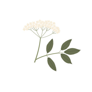 Vector color hand drawn flat illustration of Sambucus branch with leaves and flowers. Isolated on white background.