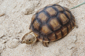 Close up African spurred tortoise resting in the Natural , Slow life ,Africa spurred tortoise sunbathe on ground with his protective shell ,Beautiful Tortoise