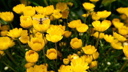 商用で使える花と蜂の写真