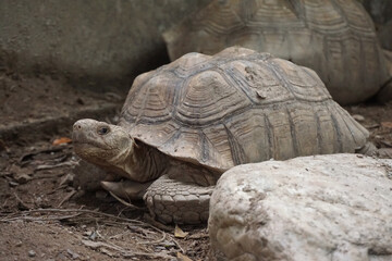 Close up African spurred tortoise resting in the Natural , Slow life ,Africa spurred tortoise sunbathe on ground with his protective shell ,Beautiful Tortoise