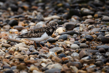 Arenaria interpres, mostly known as turnstone, hunting in the beach pebbles