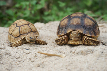 Close up African spurred tortoise resting in the Natural , Slow life ,Africa spurred tortoise sunbathe on ground with his protective shell ,Beautiful Tortoise