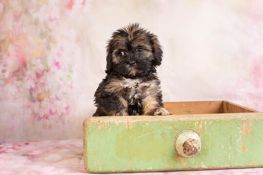 Little mini puppy  on a floral background.Cute puppies