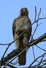 close up of a striking red-tailed hawk on a sunny spring day in seneca creek state park in...