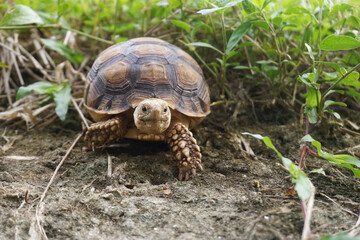 Close up African spurred tortoise resting in the Natural , Slow life ,Africa spurred tortoise sunbathe on ground with his protective shell ,Beautiful Tortoise