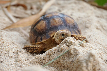 Close up African spurred tortoise resting in the Natural , Slow life ,Africa spurred tortoise sunbathe on ground with his protective shell ,Beautiful Tortoise