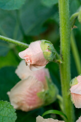The delicate bud of a mallow flower