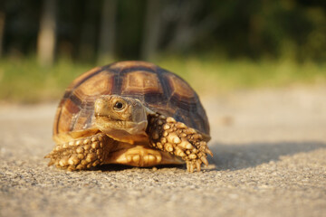 Close up African spurred tortoise resting in the Natural , Slow life ,Africa spurred tortoise sunbathe on ground with his protective shell ,Beautiful Tortoise