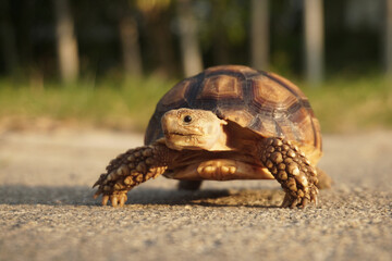 Close up African spurred tortoise resting in the Natural , Slow life ,Africa spurred tortoise sunbathe on ground with his protective shell ,Beautiful Tortoise